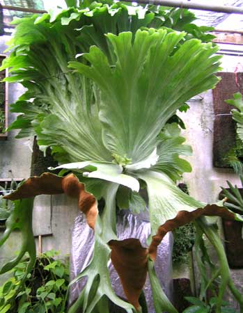 Platycerium Grande